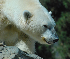 2012-07-15 Polar Bear Up Close