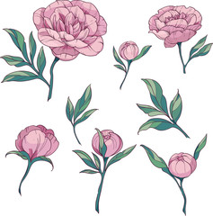 Floral elements set pink peonies. vector illustration on white background