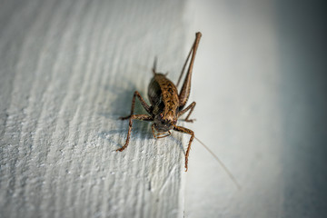 a macro shot of a brown grasshopper sitting on a white wall