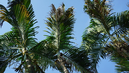 The Palm tree leaves outdoors
