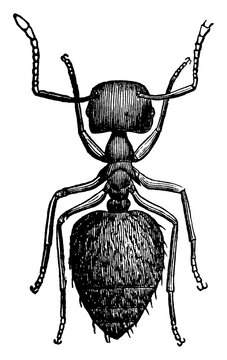 Crematogaster Ant, vintage illustration.
