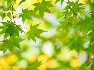 Fototapeta na wymiar 北海道の紅葉風景 美しいカエデ