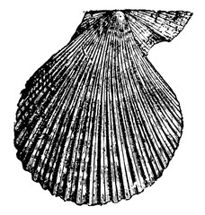 Pecten varius, vintage illustration.