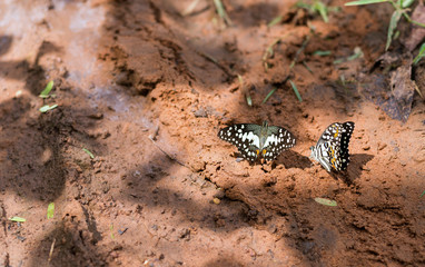 The lime butterfly (Scientific name: Papilio demoleus malayanus Wallace)  on the ground.