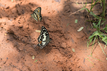The lime butterfly (Scientific name: Papilio demoleus malayanus Wallace)  on the ground.