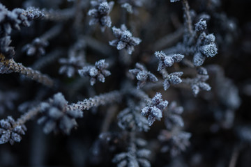 coniferous branches covered with hoarfrost on dark blurred background 