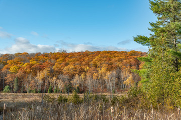 Fall colours (colors) with evergreen landscape