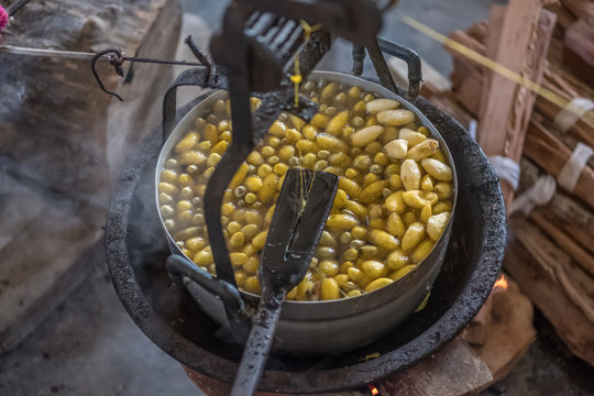 Silk farm in Cambodia 