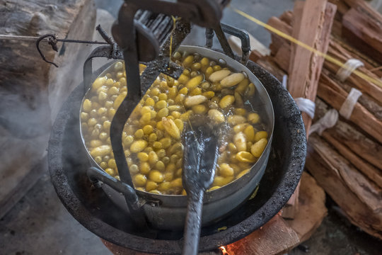 Silk farm in Cambodia 