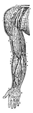 Veins Of The Arm And Shoulder, Vintage Illustration.