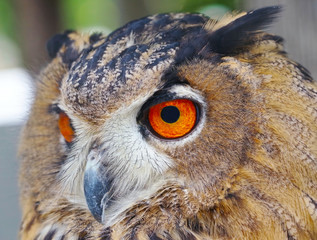 Vintage photo of owl