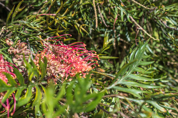 Bee flying to the Grevillea