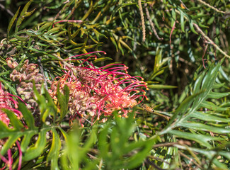 Bee flying to a Grevillea.
