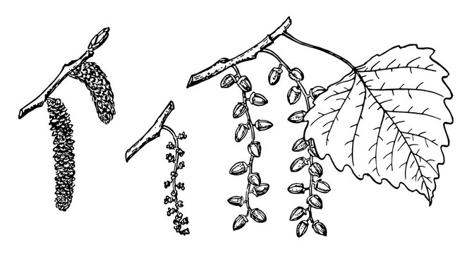 Branch of Fremont Cottonwood vintage illustration.