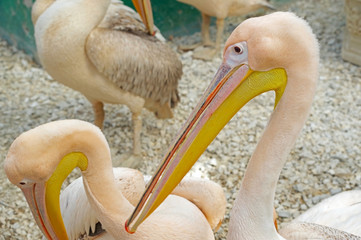 portrait of a beautiful Pelican