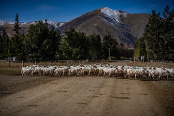 A herd of sheep at a farm in South Island, New Zealand