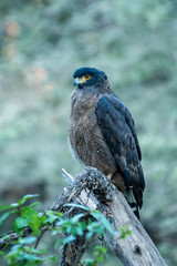 Crested Serpent Eagle or Spilornis cheela close up in early morning light and blue green background perched on dead tree during winter migration at ranthambore national park, rajasthan, india