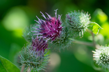 beautiful purple burdock flowers on blurred natural background