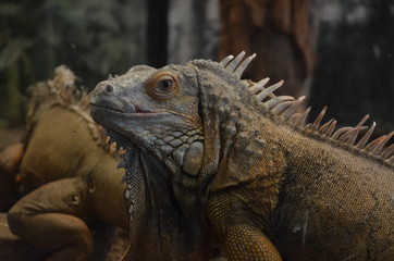 iguana