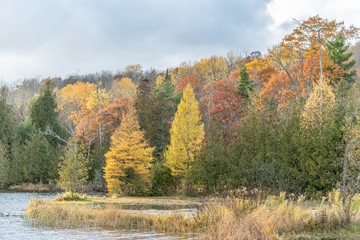 Fall colours (colors) with shoreline landscape