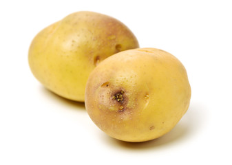 New potato isolated on white background 