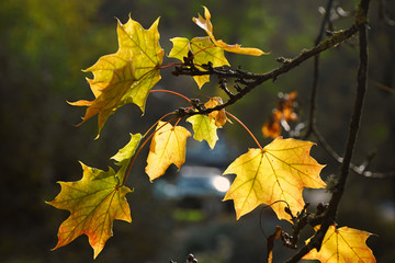 Blätter im Gegenlicht