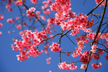 Sakura or cherry blossom  at Chiang Mai Thailand