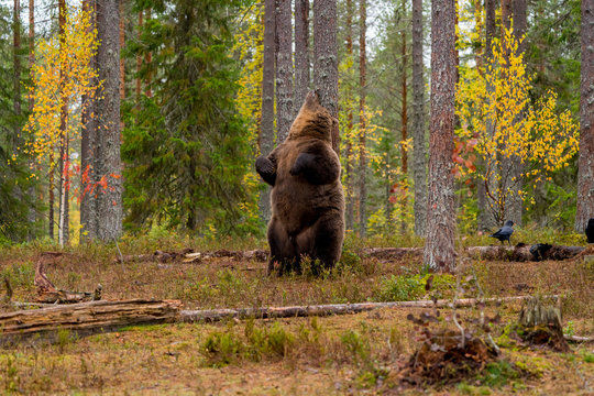 Brown bear scratching against a tree