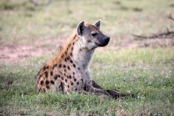 Hyenas or hyaenas are any feliform carnivoran mammals of the family Hyaenidae. 