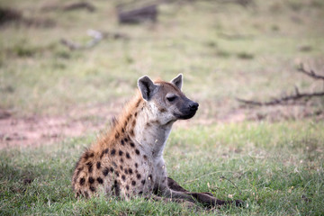 Hyenas or hyaenas are any feliform carnivoran mammals of the family Hyaenidae. 