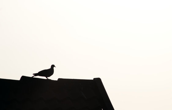Silhouette of a bird perched on rooftop