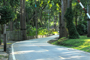 Beautiful Country roads and Driving in fresh forest.