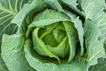 Obraz premium Green cabbage with open leaves in the garden, top view.