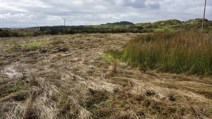 Fototapeta premium filed of peat coal in Scotland 