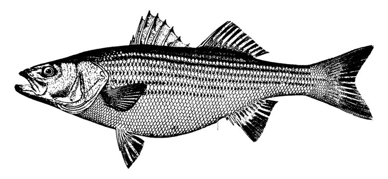 Striped Bass, vintage illustration.