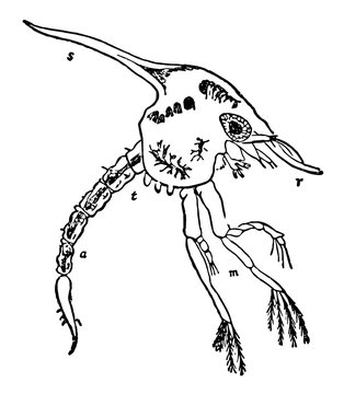 Zoea of Common Shore Crab, vintage illustration.