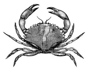 California Rock Crab, vintage illustration. © Morphart