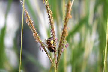 Photos of bees in forest grass for design work