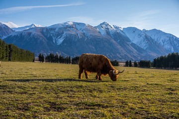 New Zealand Highland Cattle on the farm