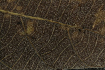 Detail of leaf textured background.