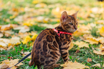 Naklejka na ściany i meble Cute little bengal kitty walking on the fallen yellow maple leaves