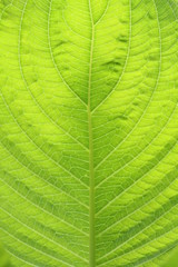 Close-up green leaf texture background.