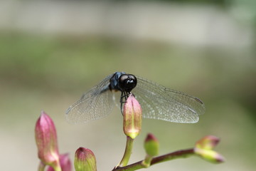 Dragonfly on a pink orchid flower.