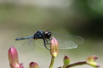 Dragonfly on a pink orchid flower.