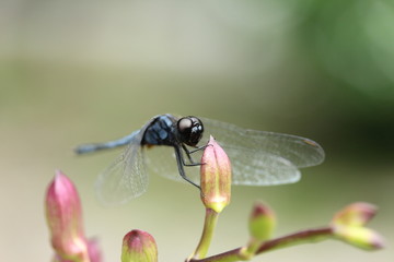 Dragonfly on a pink orchid flower.