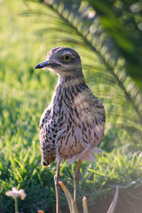 Portrait of bird behind palm leaf