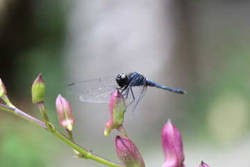 Dragonfly on a pink orchid flower.