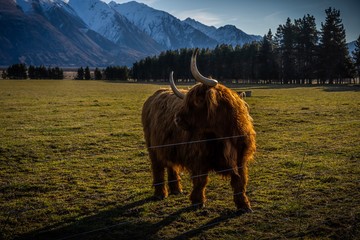 New Zealand Highland Cattle on the farm