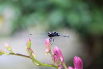 Dragonfly on a pink orchid flower.