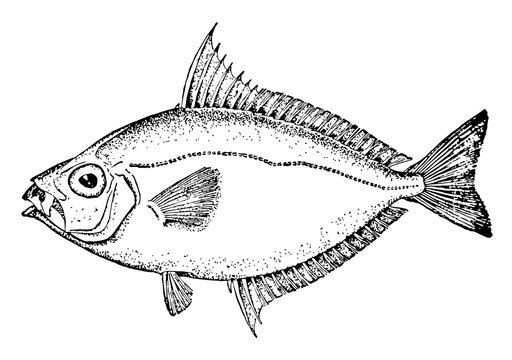 Common Ponyfish, vintage illustration.